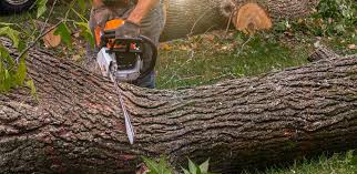 Best Tree Preservation Services  in Franklin, NJ