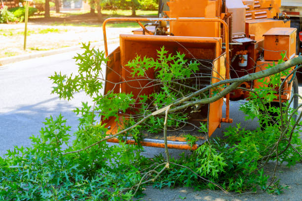 Best Hazardous Tree Removal  in Franklin, NJ