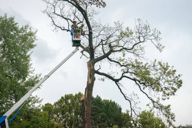 Best Landscape Design and Installation  in Franklin, NJ