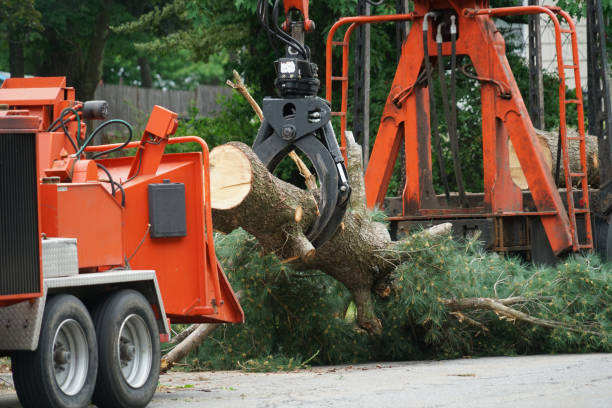 Best Seasonal Cleanup (Spring/Fall)  in Franklin, NJ